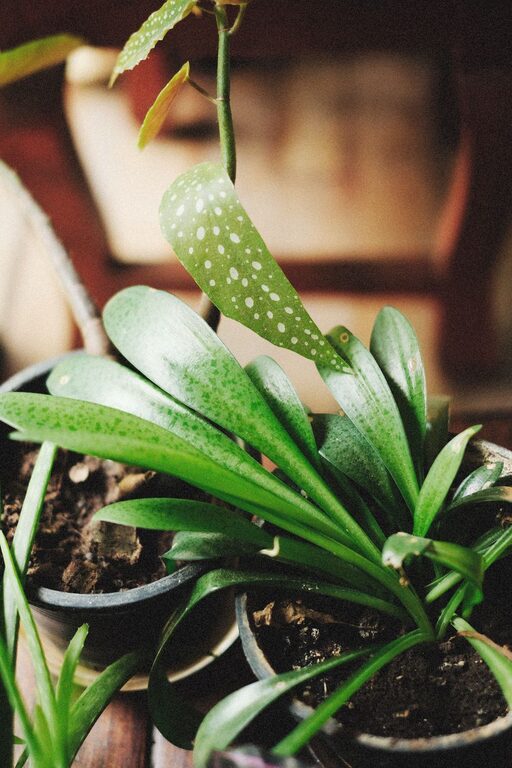 Consejos prácticos para mantener plantas de interior saludables todo el año